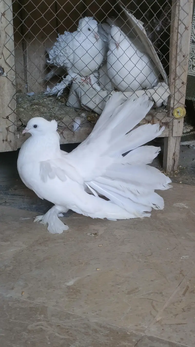 #Americanfantail #American #Fantail