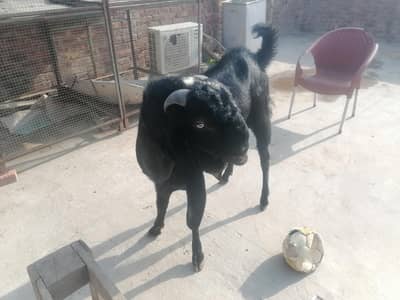 baridar bakra boht kobsort ha  0.3. 0.0. 4.0. 2.1. 4.2. 9