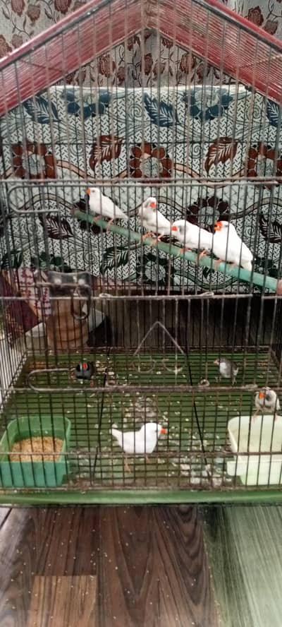 Snow white finches, black chick and white chick