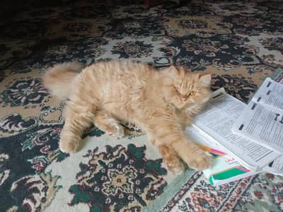 Ginger male available for mating