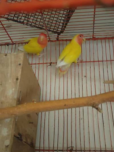 Loutaino Pair Red Eyes