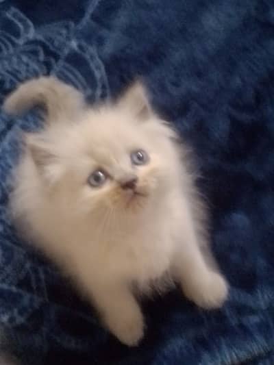 Cute kittens