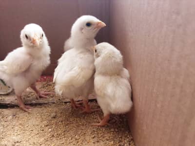 SHAMO ASEEL chicks