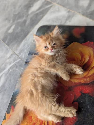 purcian cat Semi punch
