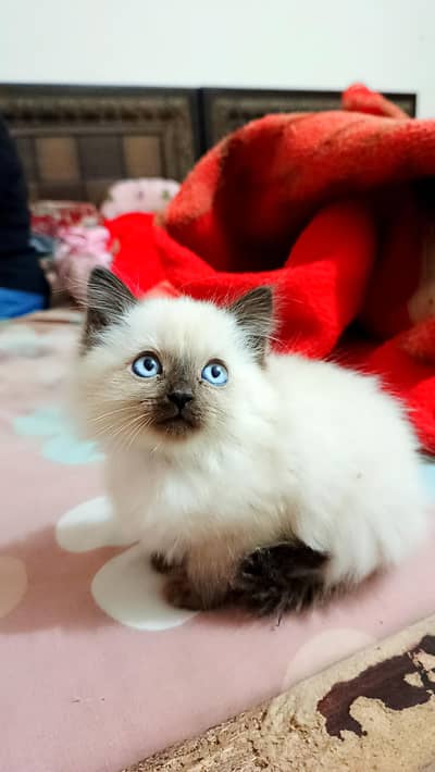Himalayan kitten