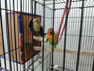 love bird breeder pair with 3 chicks