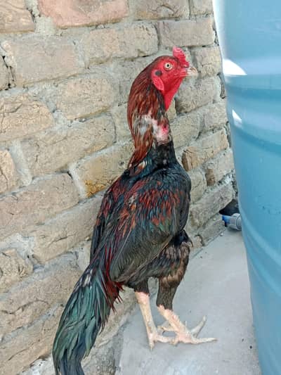 Aseel laka murga