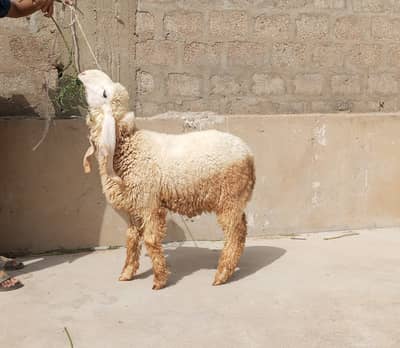 Kajla Dumba For Sale