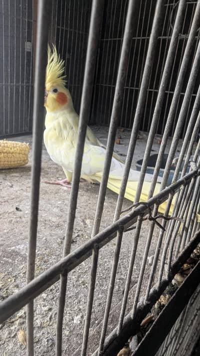 cream cocatail breeder female