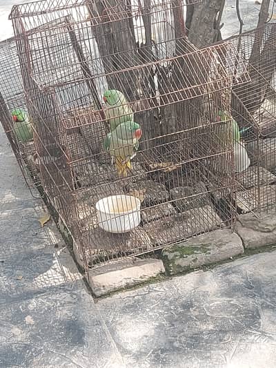 Raw Female Breader 100% Ringneck 3 Male Breader.