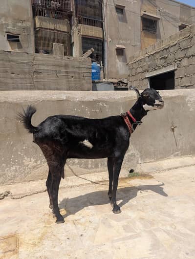 black ABLUCK teddy female