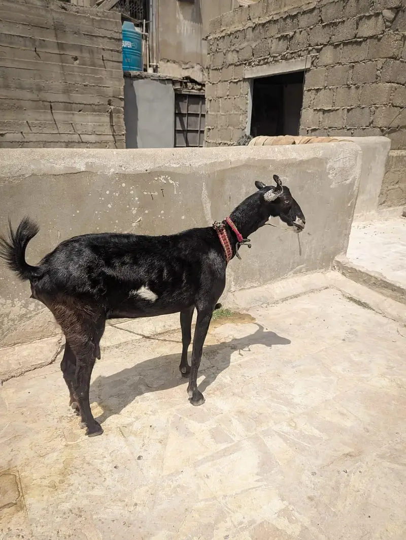 black ABLUCK teddy female — photo 2
