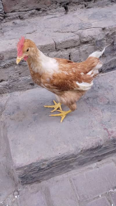 Active murga khobsurat rang h Ghar ka Pala Howa h
