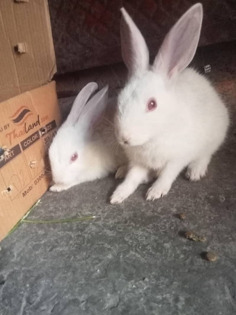 good rabbit 0