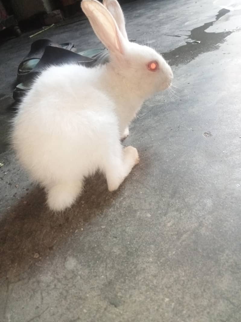 good rabbit 1