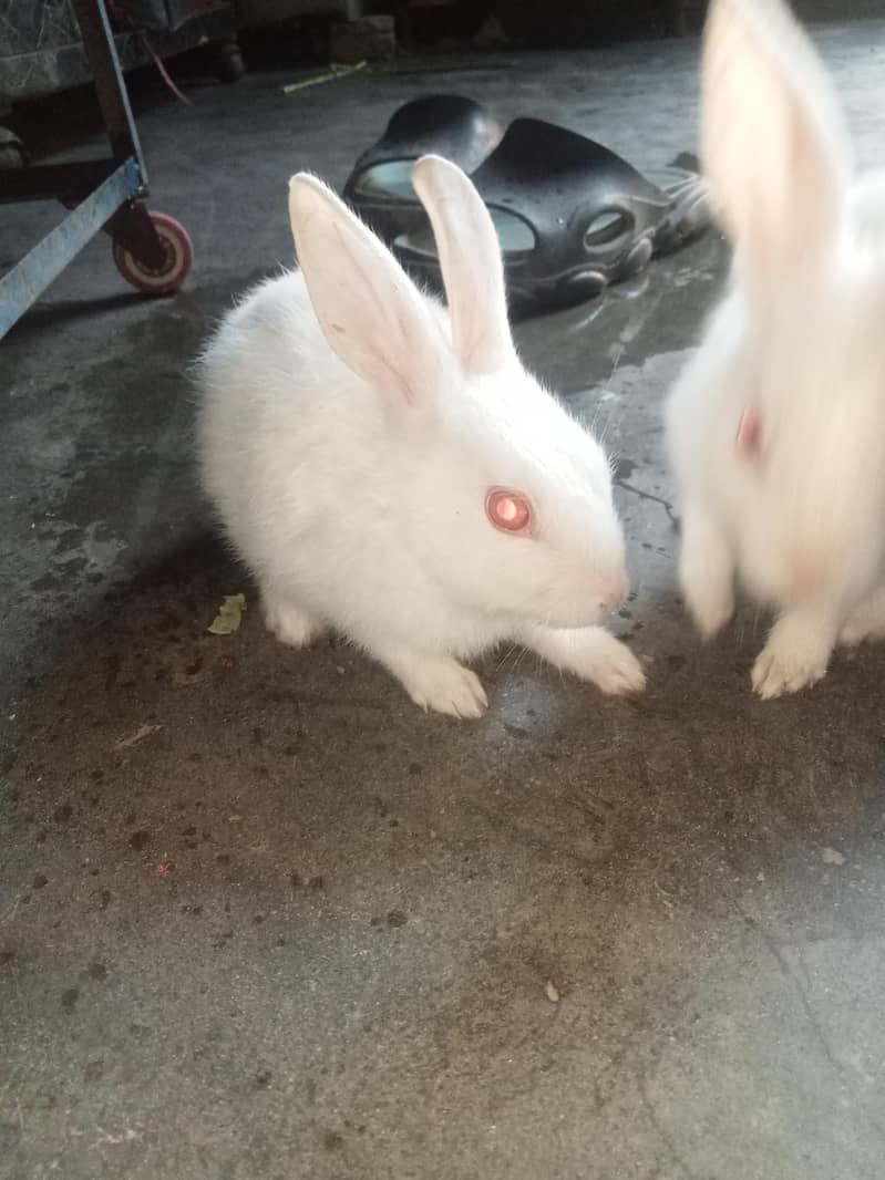good rabbit 2