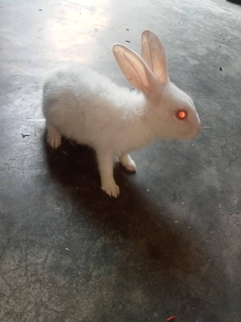 good rabbit 3