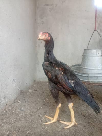 aseel shamo long hight