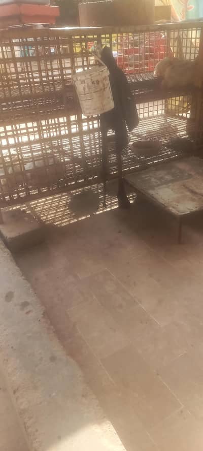 Chicken Shop