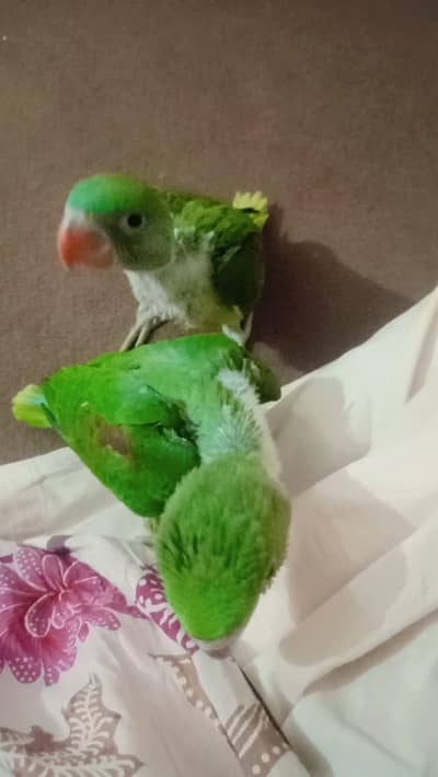 Pahari chicks 03402282245