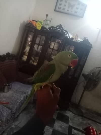 kashmiri raw Parrot