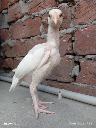 Heera Aseel Chicks