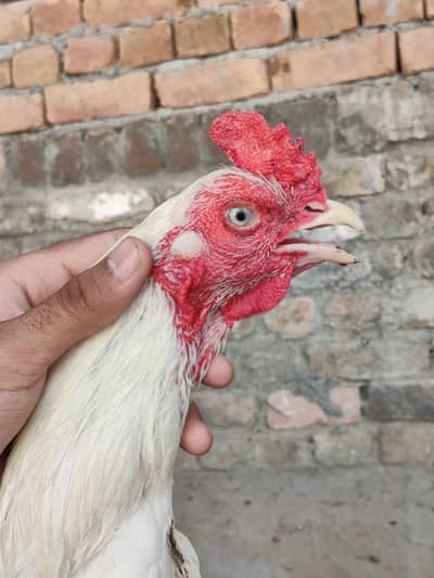 Hera Aseel 5 male or 9 Female For Sale