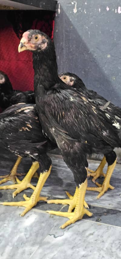 Black Shamoo chicks [03298999927]