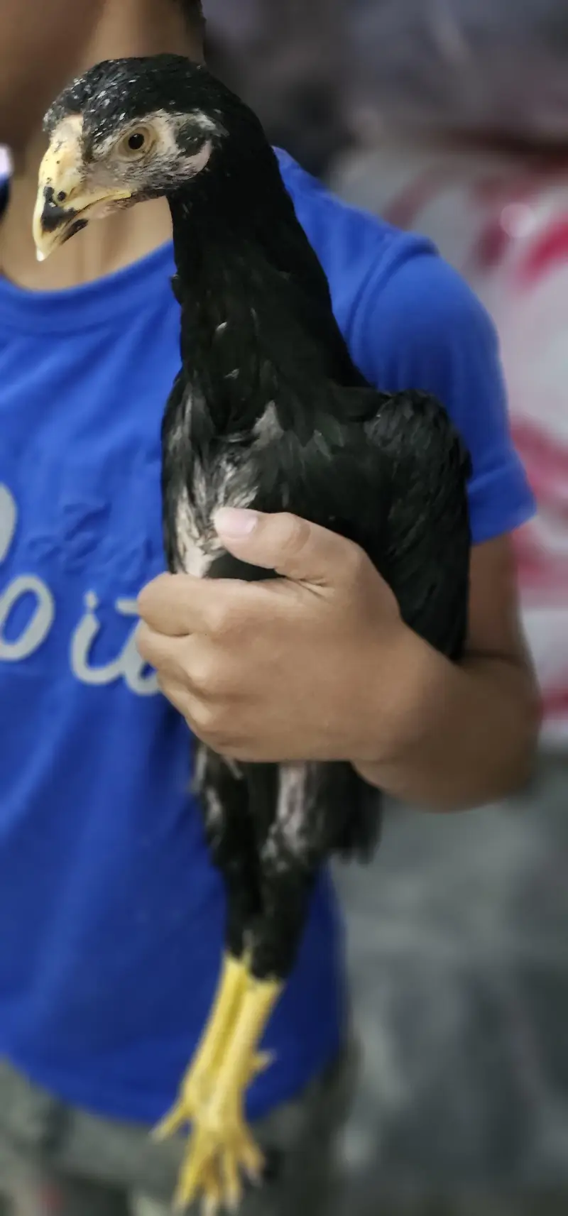 Black Shamoo chicks [03298999927] — photo 2