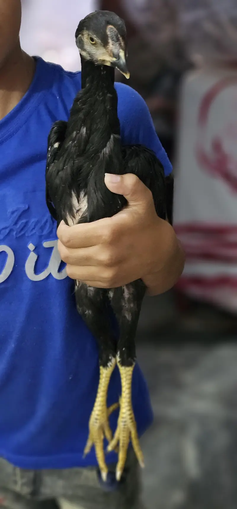 Black Shamoo chicks [03298999927] — photo 3