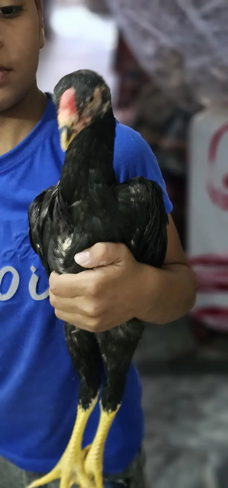 Black Shamoo chicks [03298999927] — photo 4