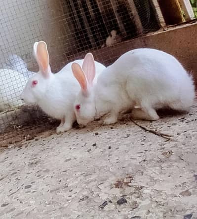 Red eyes Bunny