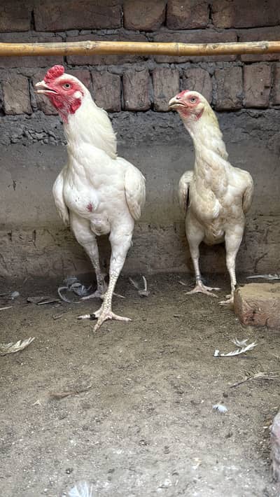 Heera pair. For sale. Bilkul paper white a