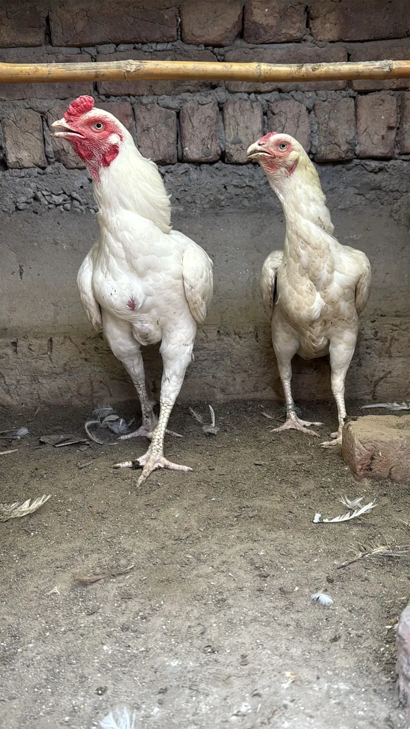 Heera pair. For sale. Bilkul paper white a