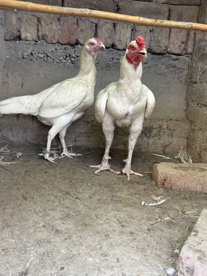 Heera pair. For sale. Bilkul paper white a — photo 2