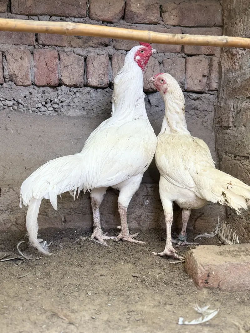 Heera pair. For sale. Bilkul paper white a — photo 3