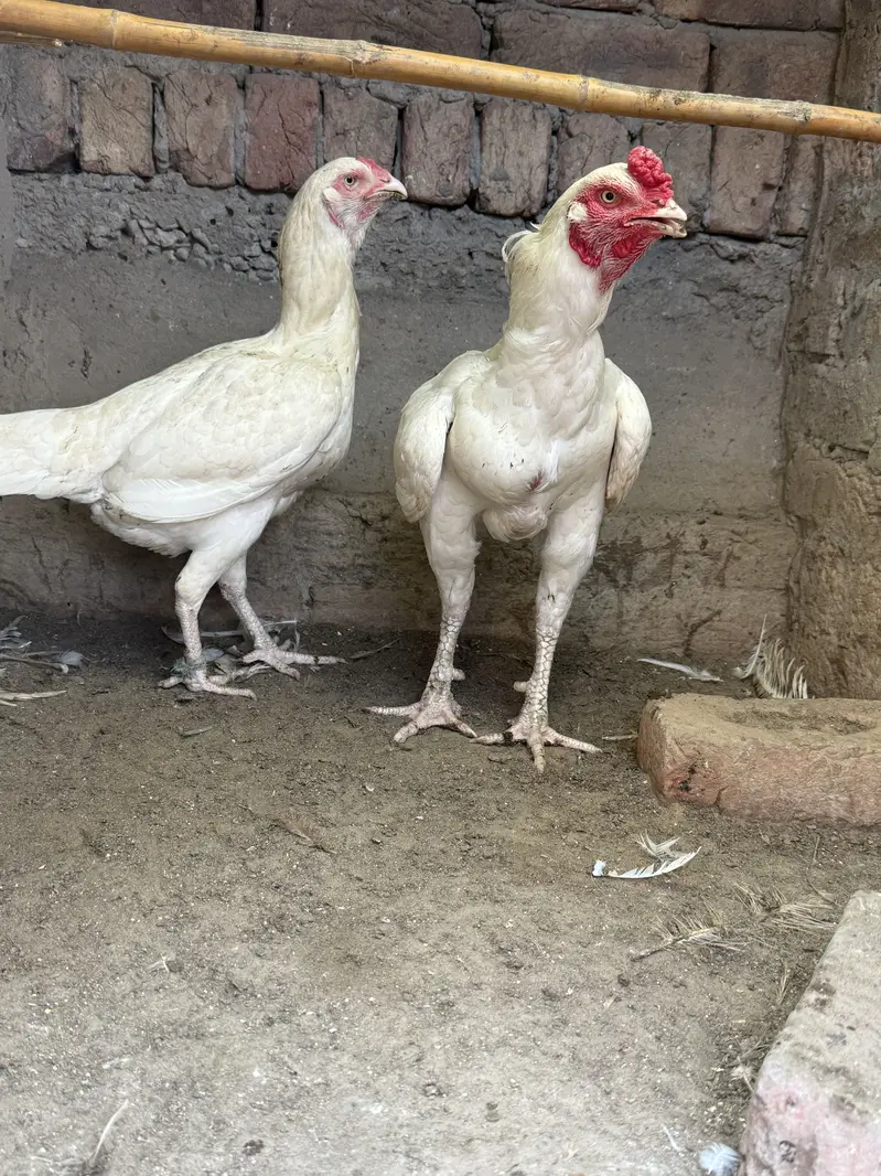Heera pair. For sale. Bilkul paper white a — photo 4