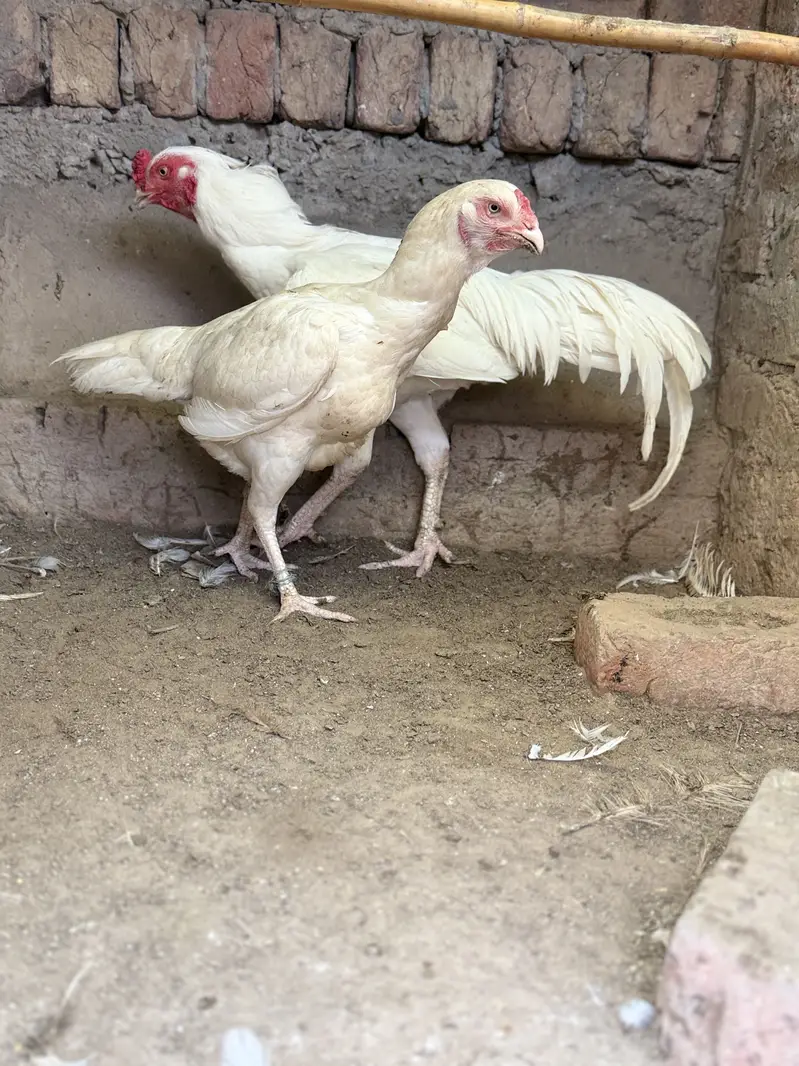 Heera pair. For sale. Bilkul paper white a — photo 5