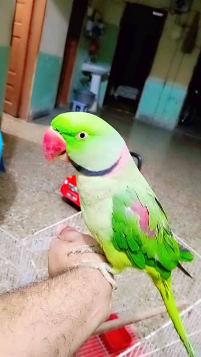raw parrot