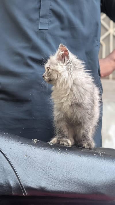 Persian Cat Long coated