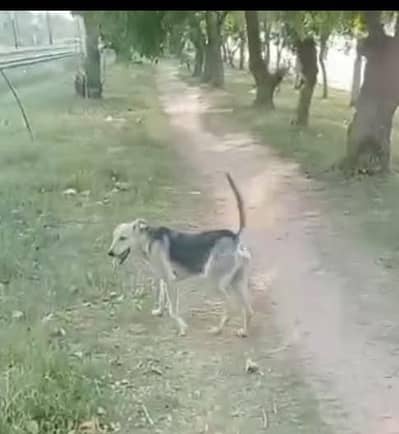 Beautiful male dog