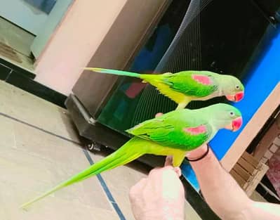 RAW PAIRS, HANDTAM, WITH NEW CAGE