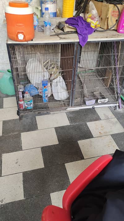 Birds Cage for urgent sale