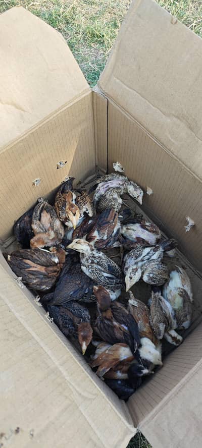 Aseel Chicks For Sale