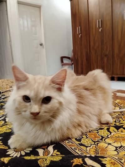 Cat for Sale!