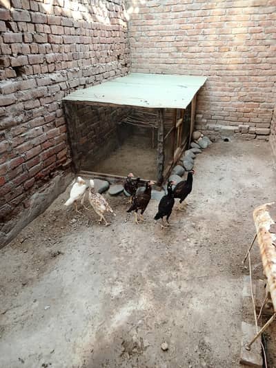 Aseel Females for Sale Faisalabad