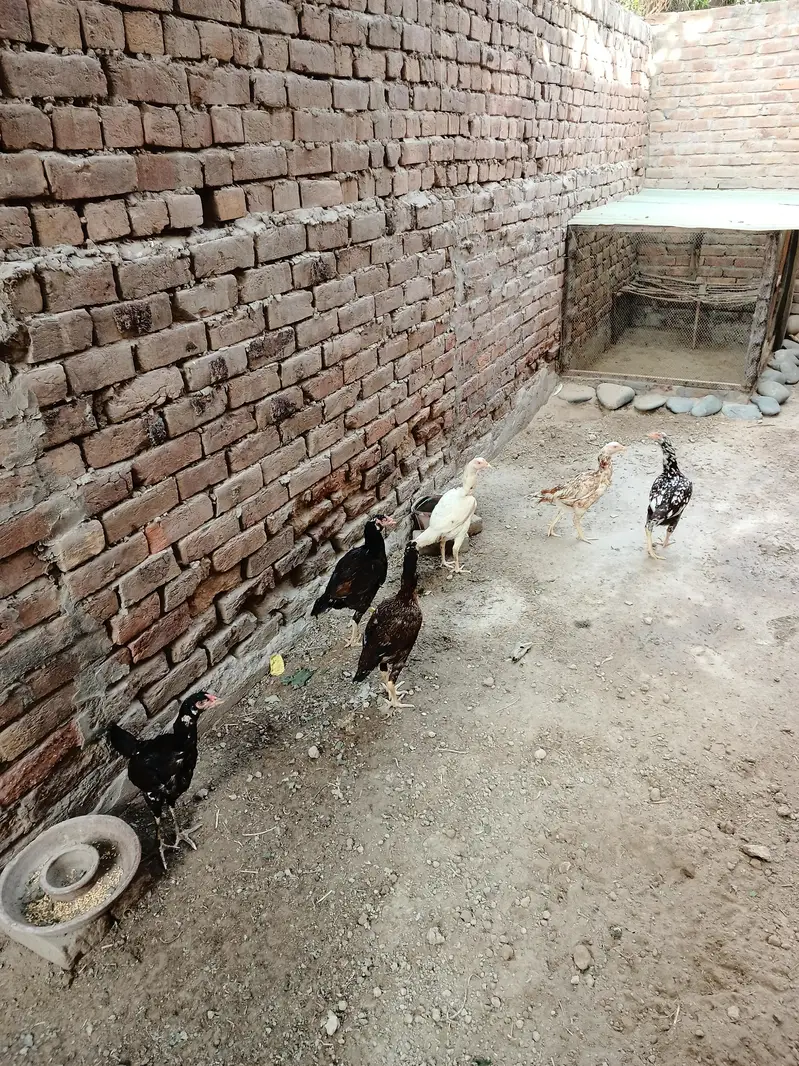 Aseel Females for Sale Faisalabad — photo 2