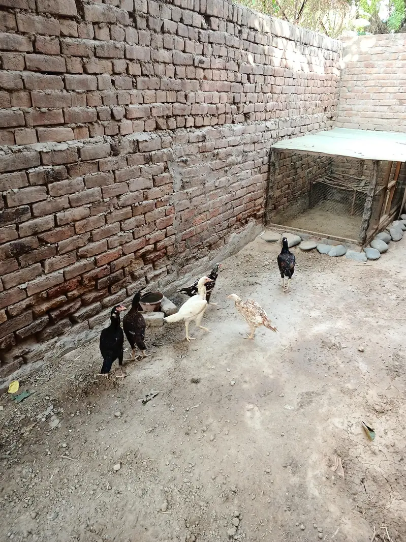 Aseel Females for Sale Faisalabad — photo 3