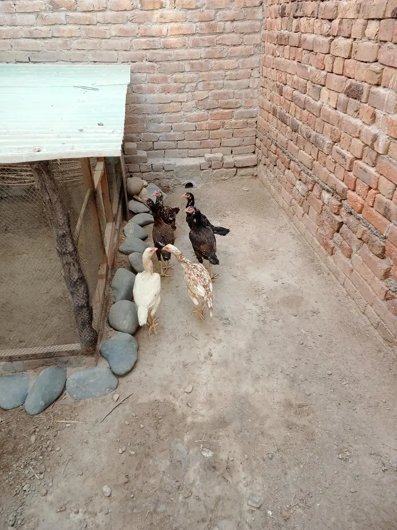 Aseel Females for Sale Faisalabad — photo 4