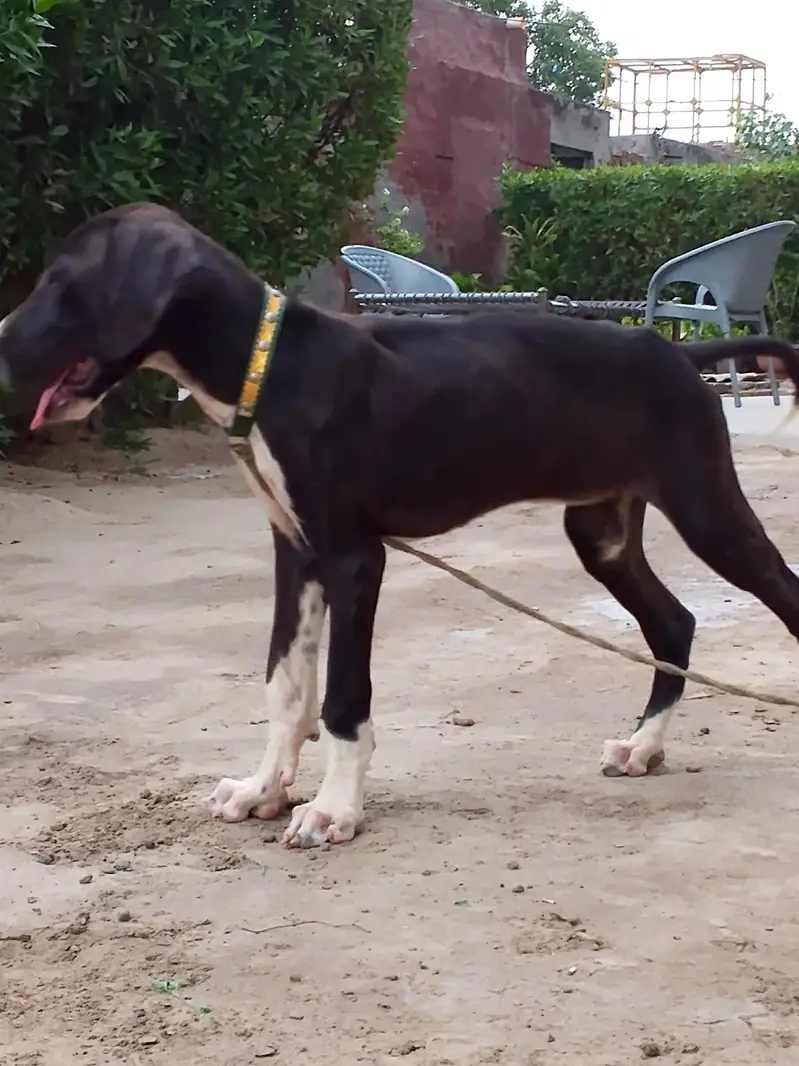 Bully Dog — photo 2